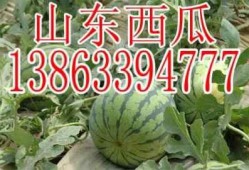 娱乐吃瓜酱重庆山东,揭秘重庆与山东的美食文化碰撞