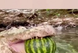 网红吃瓜鳄鱼是真的吗,真相揭秘还是炒作？