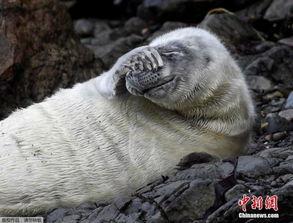 娱乐吃瓜君海豹,揭秘娱乐圈幕后故事